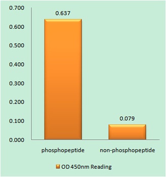 NFκB-p105 (phospho Ser932) rabbit pAb Antibody