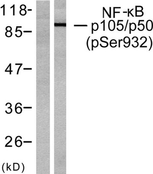 NFκB-p105 (phospho Ser932) rabbit pAb Antibody