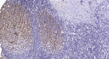 NFκB-p105 (phospho Ser932) rabbit pAb Antibody