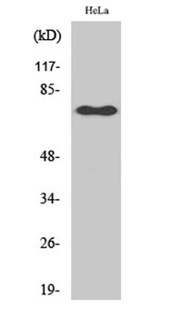 NFκB-p65 (phospho Ser529) rabbit pAb Antibody
