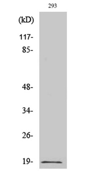 Op18 (phospho Ser16) rabbit pAb Antibody