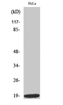 Op18 (phospho Ser38) rabbit pAb Antibody