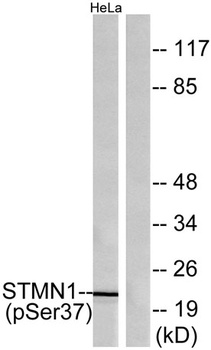 Op18 (phospho Ser38) rabbit pAb Antibody