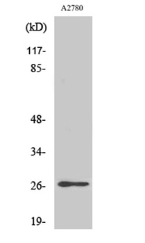 p27 (phospho Ser10) rabbit pAb Antibody