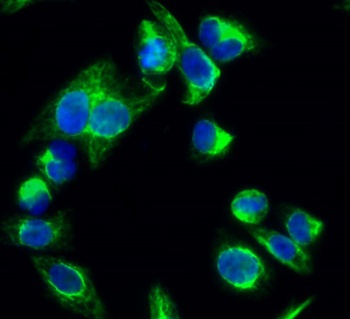 p38 (phospho Thr180) rabbit pAb Antibody