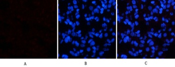 p38 (phospho Thr180) rabbit pAb Antibody