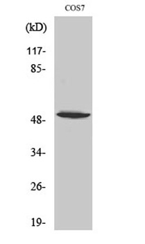 p53 (phospho Ser6) rabbit pAb Antibody