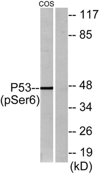 p53 (phospho Ser6) rabbit pAb Antibody