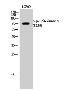 p70 S6 kinase α (phospho Thr229) rabbit pAb Antibody