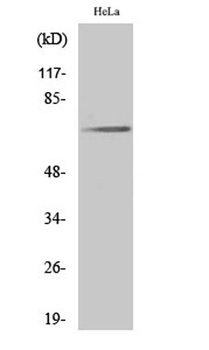 Paxillin (phospho Tyr31) rabbit pAb Antibody