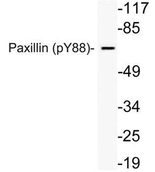 Paxillin (phospho Tyr88) rabbit pAb Antibody