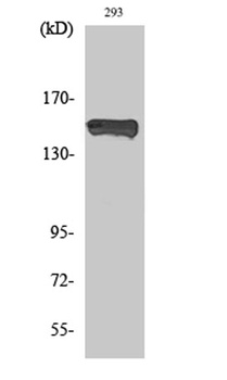 PLC γ1 (phospho Tyr783) rabbit pAb Antibody