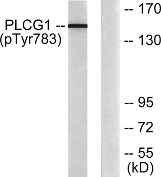 PLC γ1 (phospho Tyr783) rabbit pAb Antibody