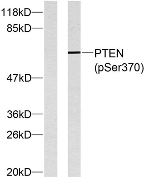 PTEN (phospho Ser370) rabbit pAb Antibody