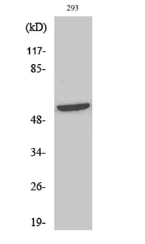 Shb (phospho Tyr246) rabbit pAb Antibody