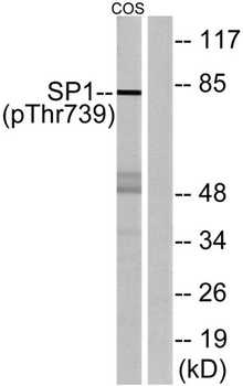 Sp1 (phospho Thr739) rabbit pAb Antibody