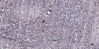 Sp1 (phospho Thr739) rabbit pAb Antibody