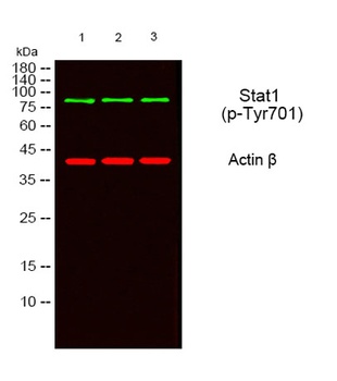 Stat1 (phospho Tyr701) rabbit pAb
