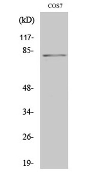 Stat4 (phospho Tyr693) rabbit pAb Antibody