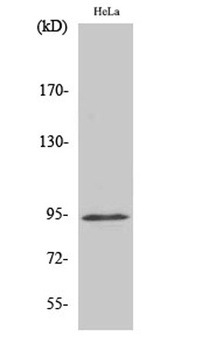 Stat6 (phospho Tyr641) rabbit pAb