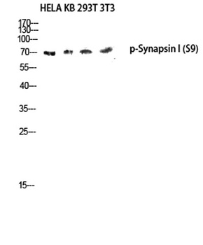 Synapsin I (phospho Ser9) rabbit pAb Antibody