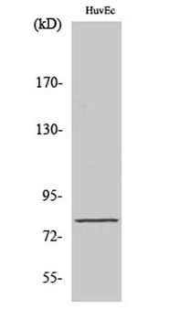 Tau (phospho Ser235) rabbit pAb Antibody