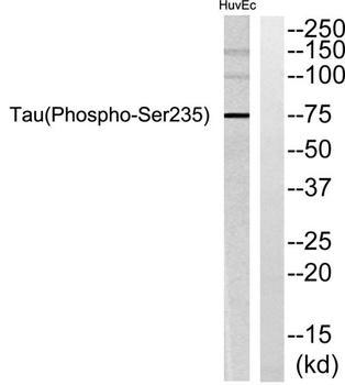 Tau (phospho Ser235) rabbit pAb Antibody