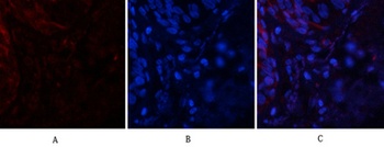 Tau (phospho Ser396) rabbit pAb Antibody