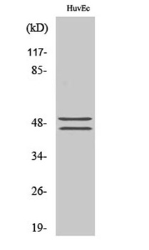VASP (phospho Ser157) rabbit pAb Antibody