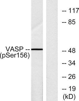 VASP (phospho Ser157) rabbit pAb Antibody