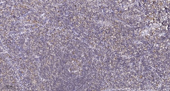 p27 (phospho Thr187) rabbit pAb Antibody