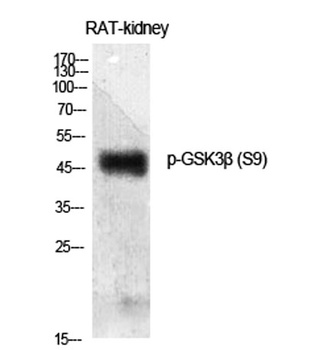 GSK3β (phospho Ser9) rabbit pAb Antibody
