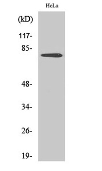 Btk (phospho Tyr551) rabbit pAb Antibody