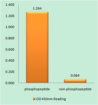 Btk (phospho Tyr551) rabbit pAb Antibody