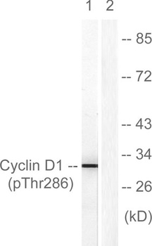 Cyclin D1 (phospho Thr286) rabbit pAb Antibody