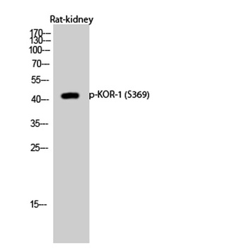 KOR-1 (phospho Ser369) rabbit pAb Antibody