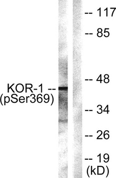 KOR-1 (phospho Ser369) rabbit pAb Antibody