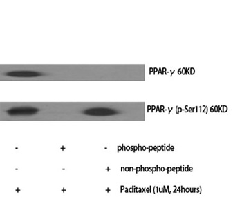 PPAR-γ (phospho Ser112) rabbit pAb Antibody