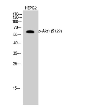 Akt1 (phospho Ser129) rabbit pAb Antibody