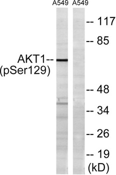 Akt1 (phospho Ser129) rabbit pAb Antibody