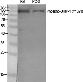 SHIP-1 (phospho Tyr1021) rabbit pAb Antibody