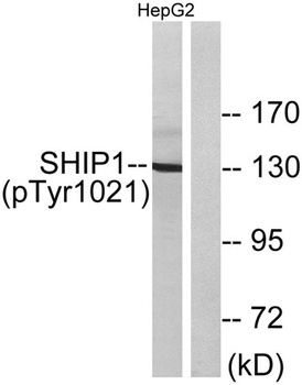 SHIP-1 (phospho Tyr1021) rabbit pAb Antibody