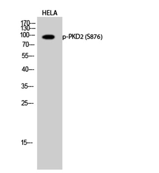 PKD2 (phospho Ser876) rabbit pAb Antibody