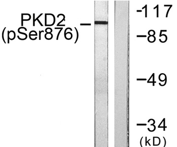 PKD2 (phospho Ser876) rabbit pAb Antibody