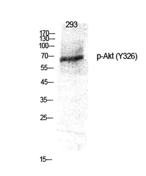 Akt (phospho Tyr326) rabbit pAb Antibody