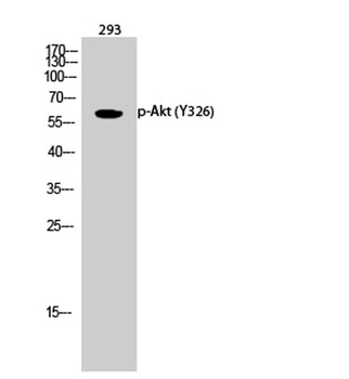 Akt (phospho Tyr326) rabbit pAb Antibody