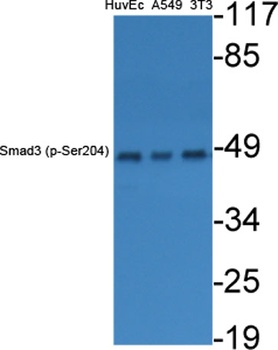 Smad3 (phospho Ser204) rabbit pAb Antibody