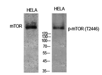 mTOR (phospho Thr2446) rabbit pAb Antibody