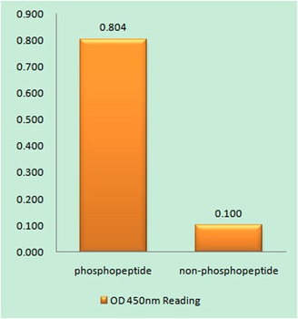 mTOR (phospho Thr2446) rabbit pAb Antibody