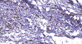 mTOR (phospho Thr2446) rabbit pAb Antibody